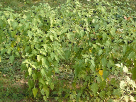 معرفی و راهنمای پرورش درختان میوه - سولانوم  باربنکی - توت آفتابی